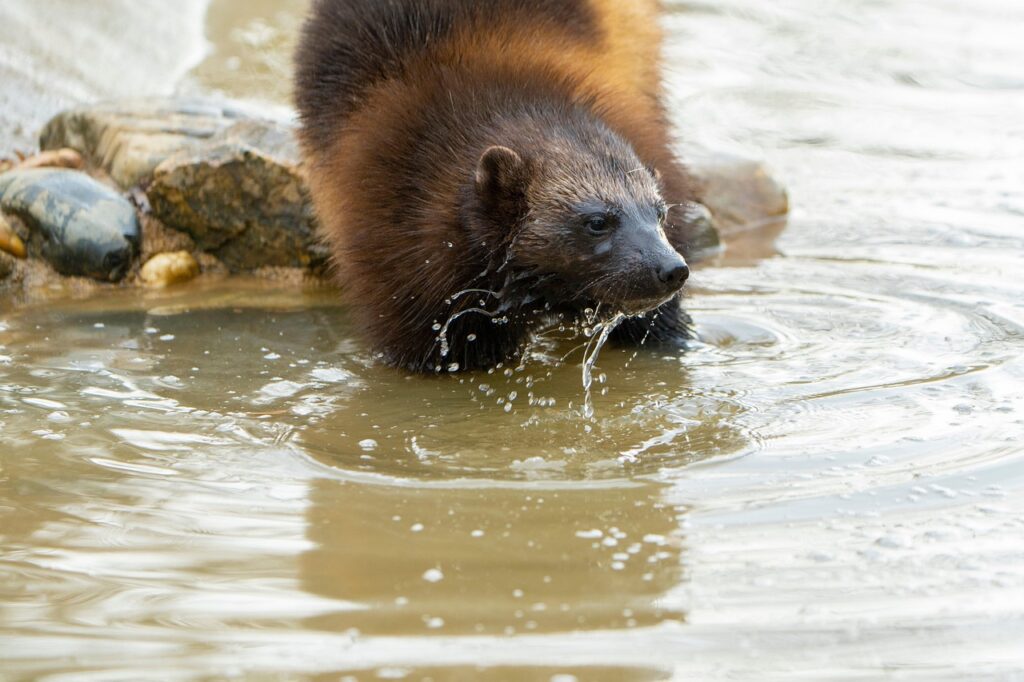 wolverine, marten, eurasia, predator, animal, nature, zoo, water, wildlife, wolverine, wolverine, wolverine, wolverine, wolverine