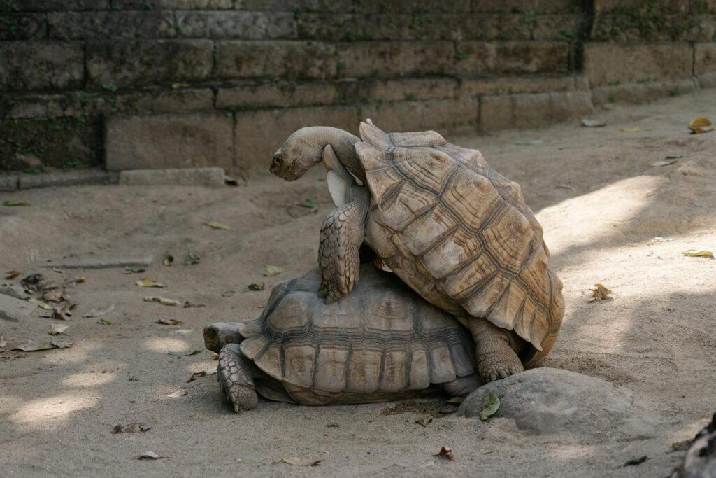 Two tortoises mating on a sandy surface surrounded by stone walls.