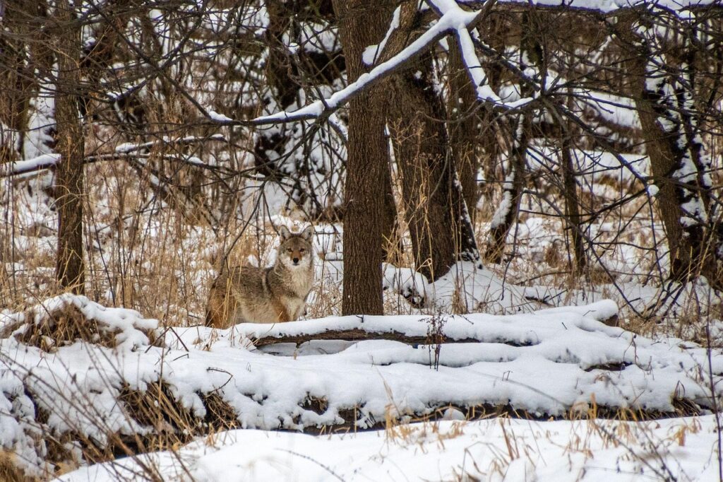 coyote, trees, snow, animal, outdoors, winter, mammal, nature, coyote, coyote, coyote, coyote, coyote