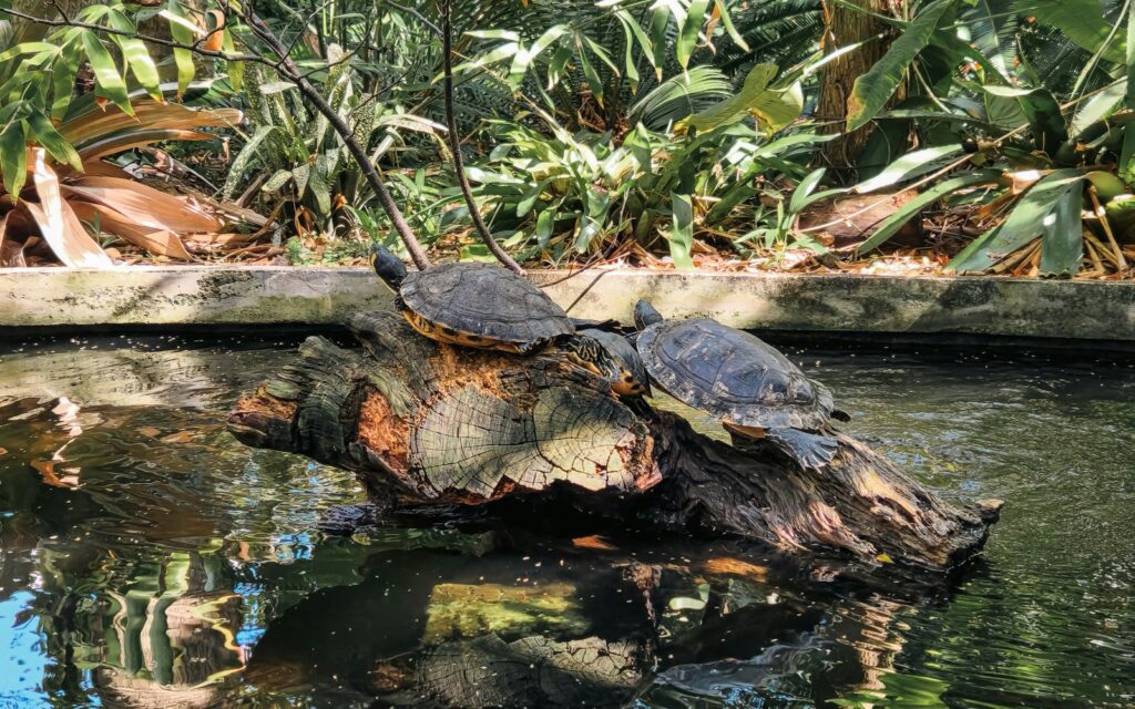 A turtle sitting on top of a log in a pond