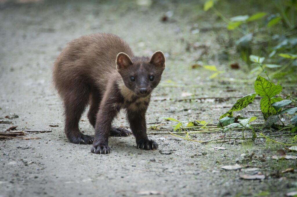 marten, martes martes, nature, beast, predator, animal, hunter, fierce, forest