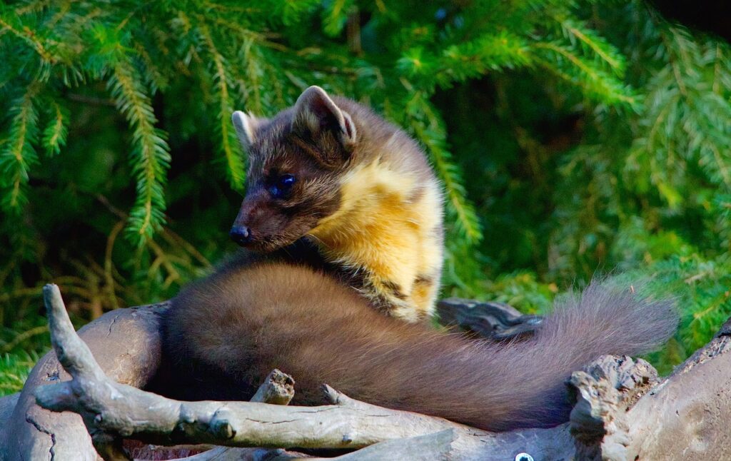 nature, animals, omnivorous, iltis, marten, tree marten, marten, marten, marten, marten, marten