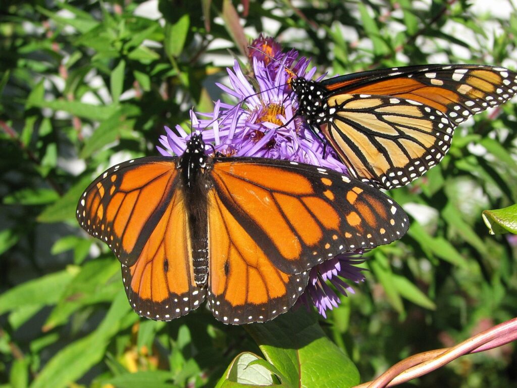 butterfly, monarch, autumn, monarch butterfly, lepidoptera, delicate, butterfly, monarch, monarch butterfly, monarch butterfly, monarch butterfly, monarch butterfly, monarch butterfly
