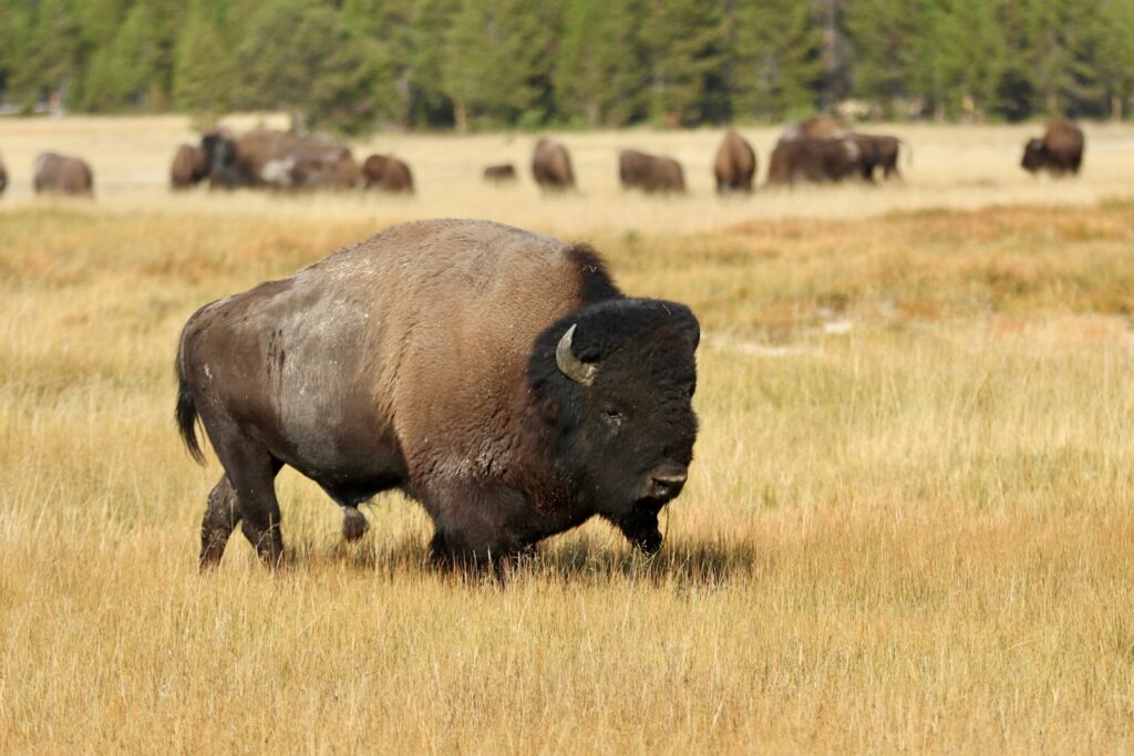 A herd of buffalo walking across a dry grass field