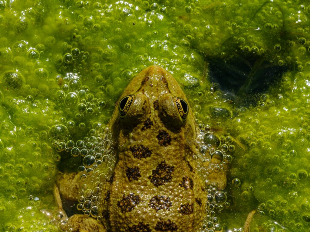 A frog rests in murky, green water.