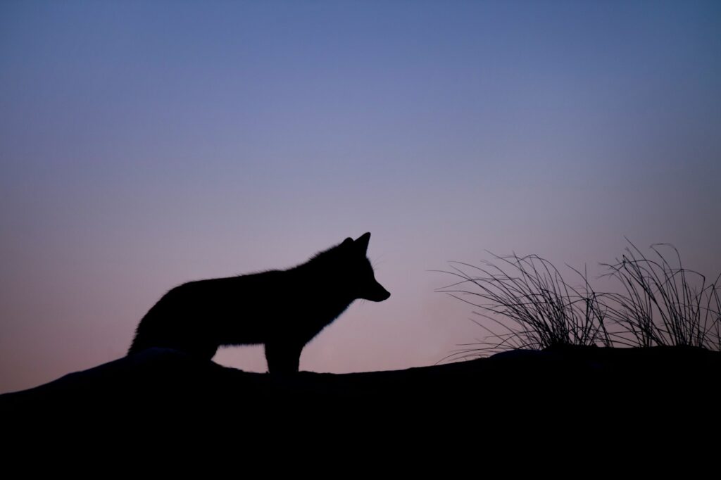 Silhouette of wolf standing on ground.