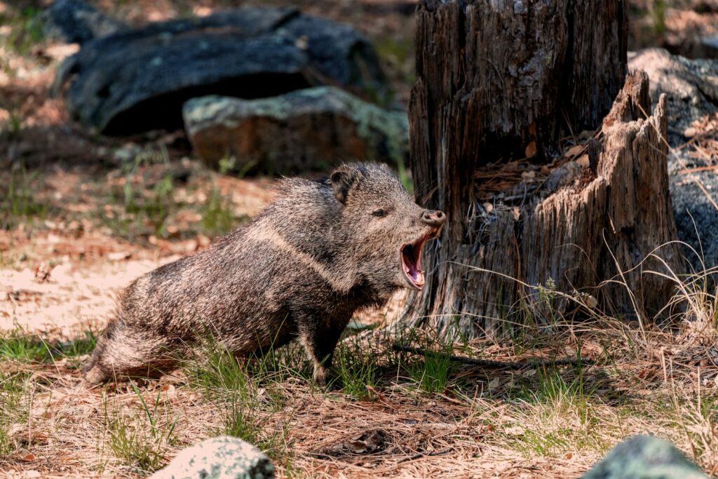 brown 4 legged animal on brown ground