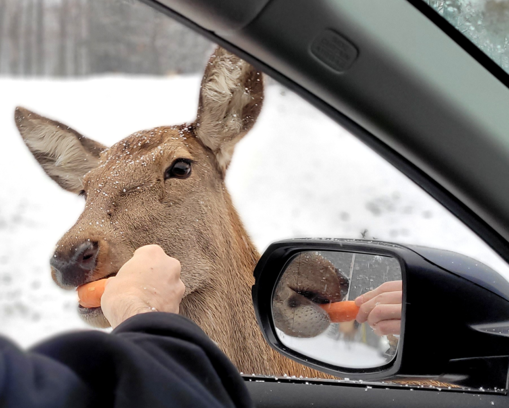 A Wapiti (Elk) eats carrots from a visitor