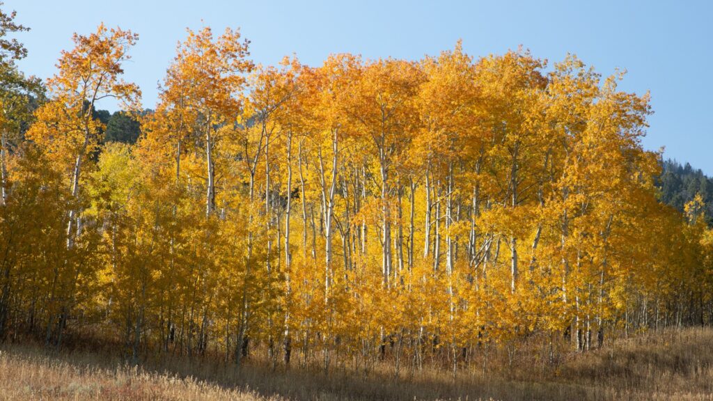 A serene field of tall trees in Aspen, showcasing the natural beauty of Yellowstone National Park.