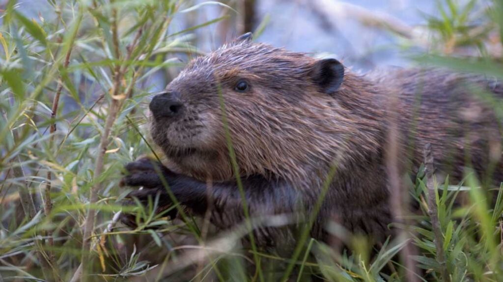 A beaver in Yellowstone National Park sits in the grass, curiously observing its surroundings.