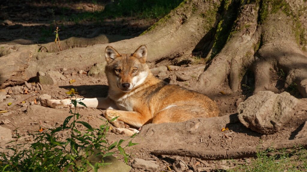 A wolf lying on the ground near a tree, showcasing its calm demeanor in a peaceful woodland environment.