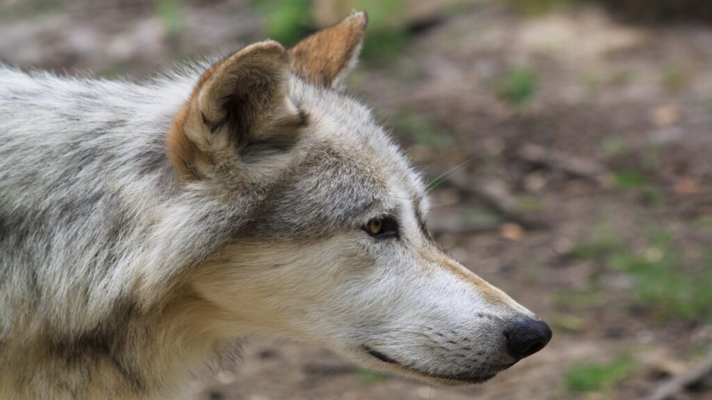 A close-up of a wolf gazing to the side, showcasing its sharp features and intense gaze against a blurred background.
