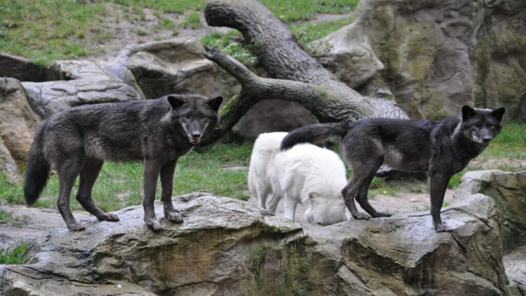 A trio of wolves stands confidently on rocks in a zoo, highlighting their strength and beauty in a naturalistic setting.