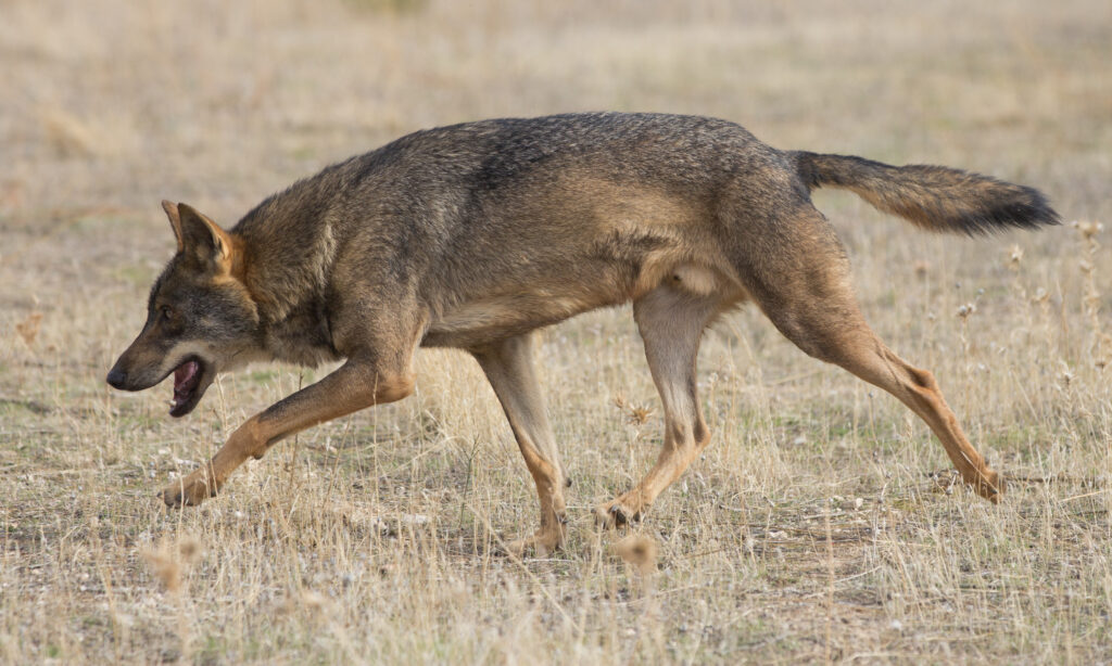 Iberian wolf (Canis lupus signatus) in semi-captivity