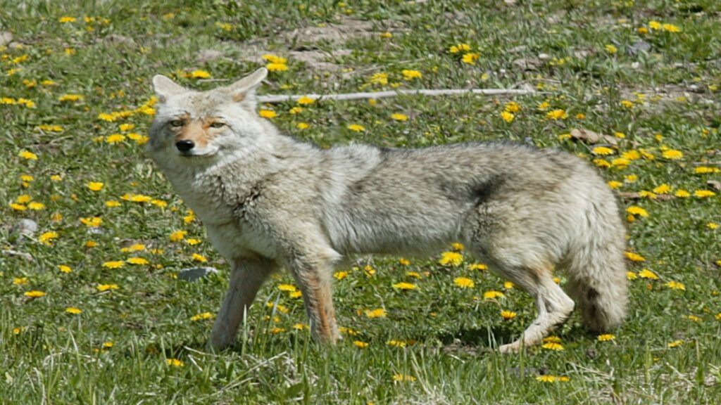 A coyote gazes across a field filled with bright yellow flowers, showcasing the harmony of wildlife and blooming nature.