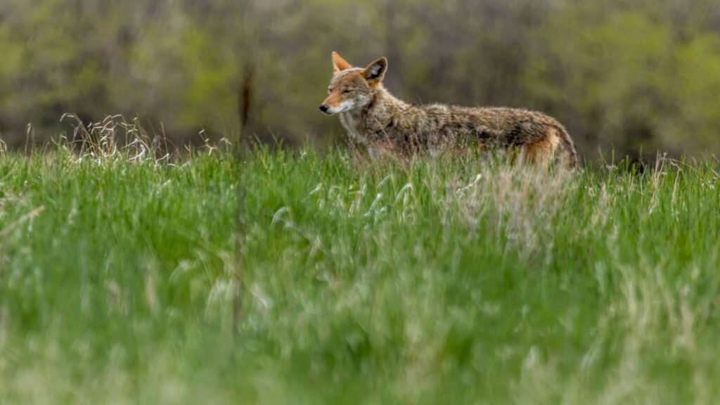A coyote stands in a grassy field, embodying the essence of wildlife with its alert posture and natural surroundings.