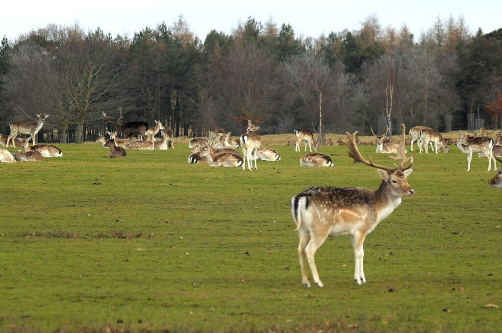 Fallow Deer Herd