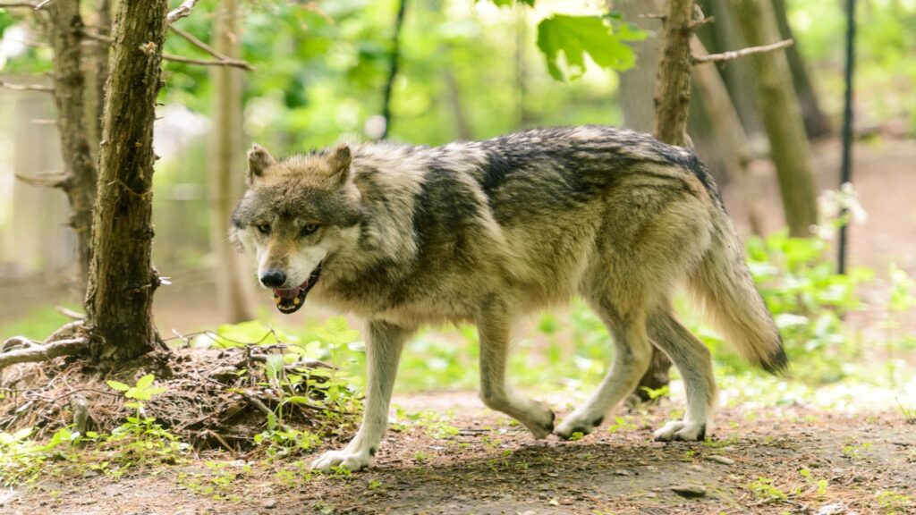 A wolf walks purposefully through a serene woodland, its fur blending with the earthy tones of the forest floor.
