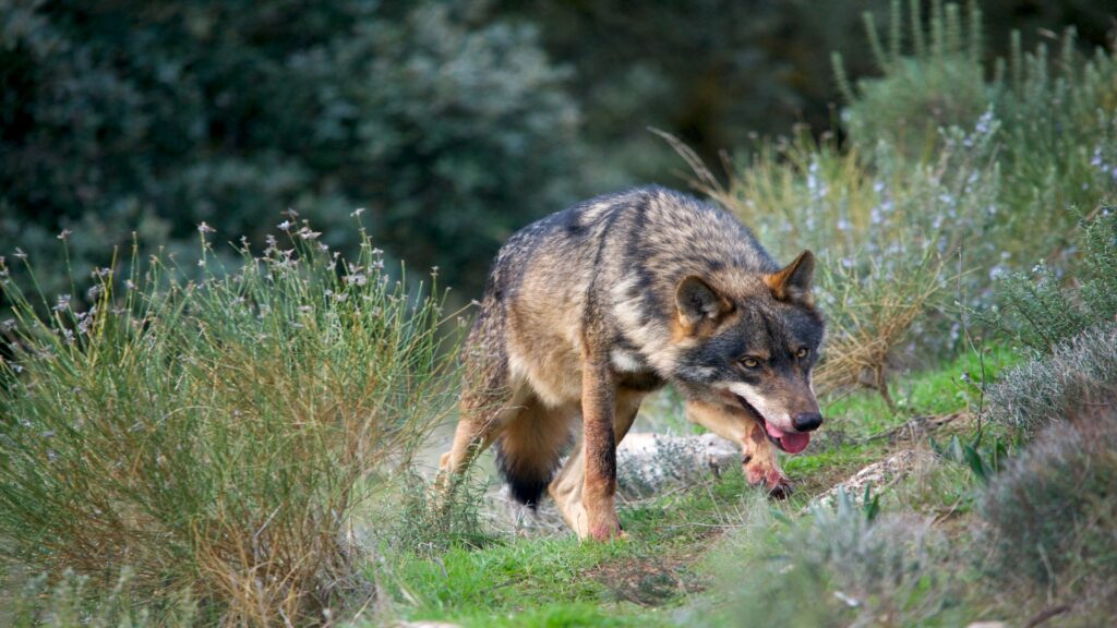 A wolf walks gracefully on the hillside, its silhouette contrasting against the green terrain.