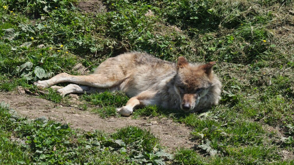 A solitary wolf lying on the ground, showcasing its thick fur and alert posture amidst a natural setting.