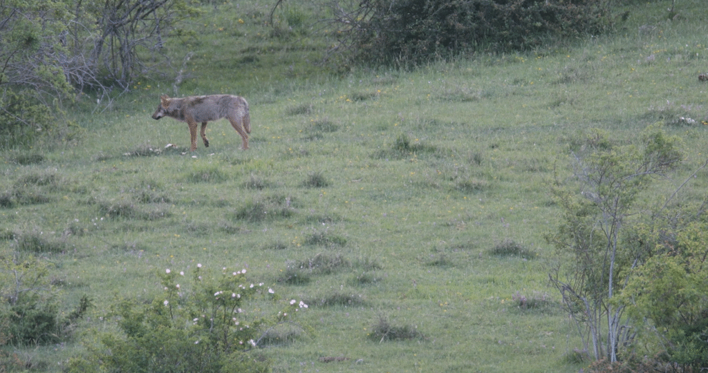 Wolf in Abruzzo National Park.