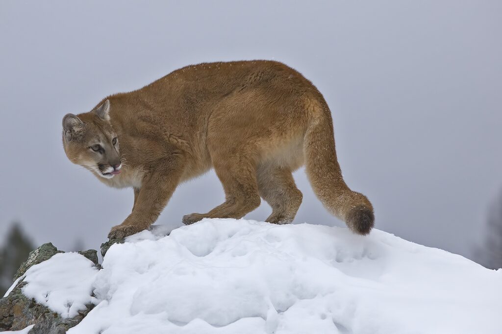 Mountain Lion (C), Triple 'D' Ranch, Kalispell, Montana