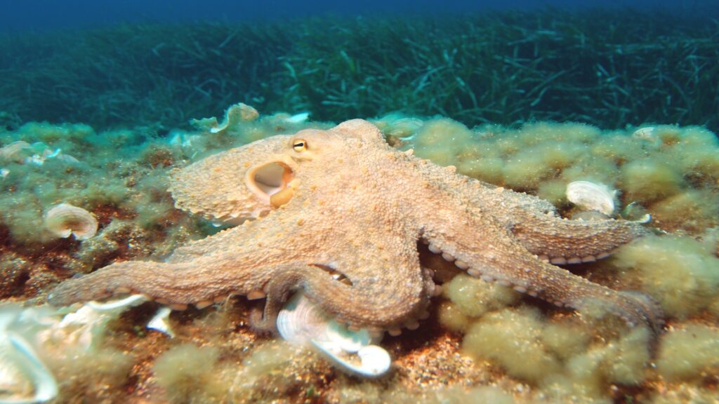 An octopus is perched on the sea bed, its tentacles spread out, camouflaging with the underwater landscape.