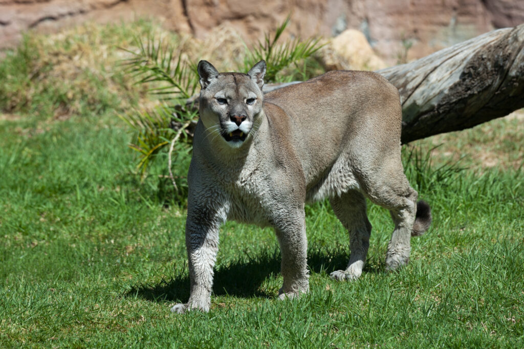 Puma concolor stanleyana, Rancho Texas Park