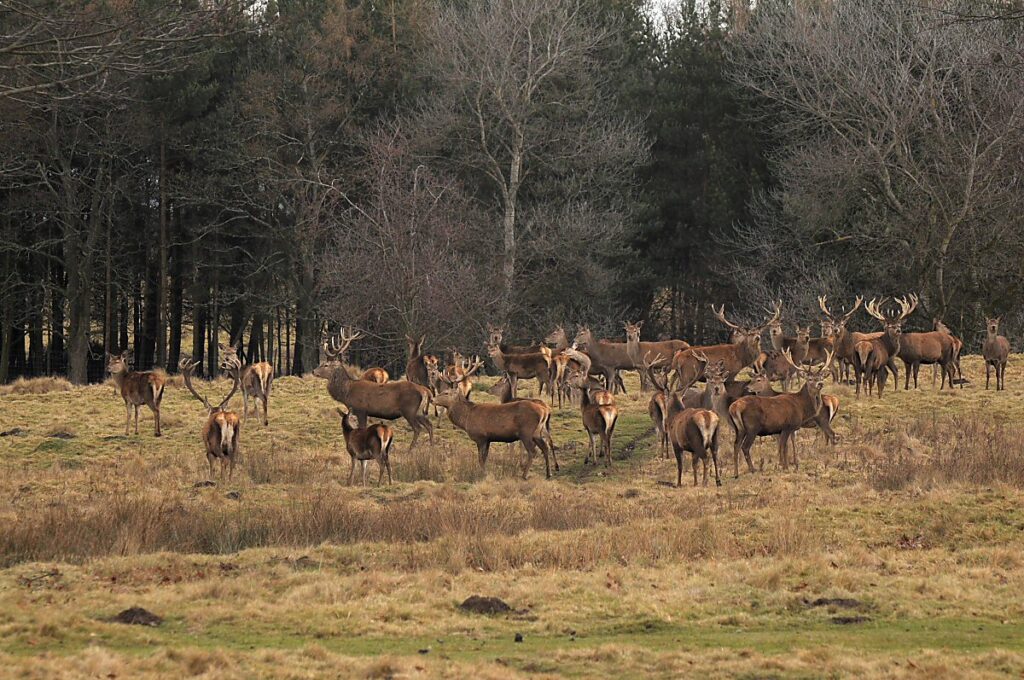 Red Deer Herd