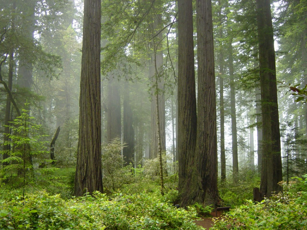 Coast Redwood forest and understory plants in Redwood National Park, California.