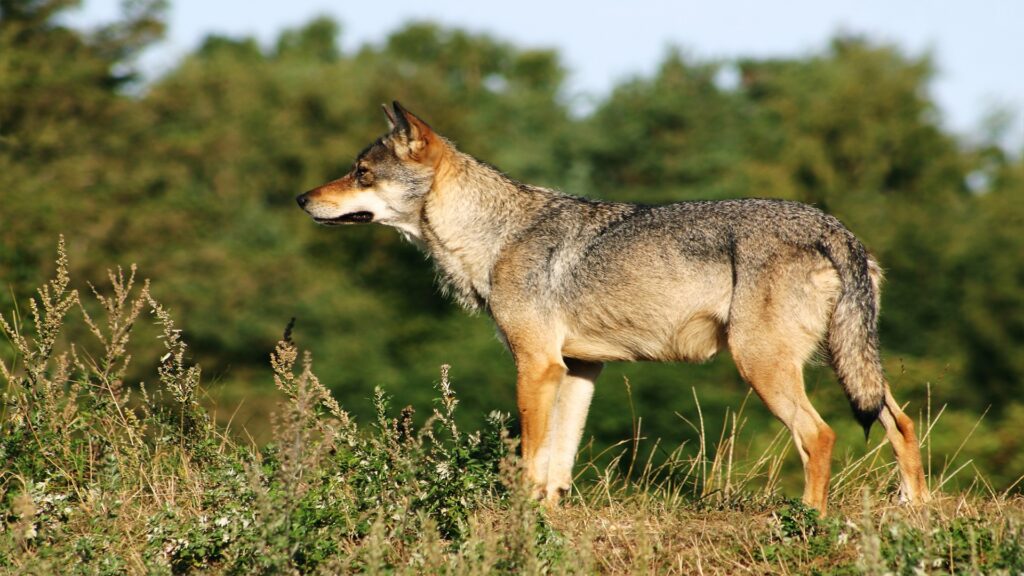 A wolf poised in tall grass, embodying the spirit of the wilderness with its keen gaze and strong posture.