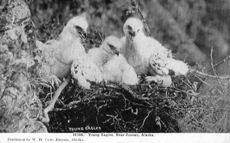 Eagles Nests Alaska