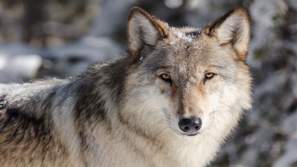 A majestic wolf stands in the snow, its sharp gaze surveying the serene winter wilderness around it.
