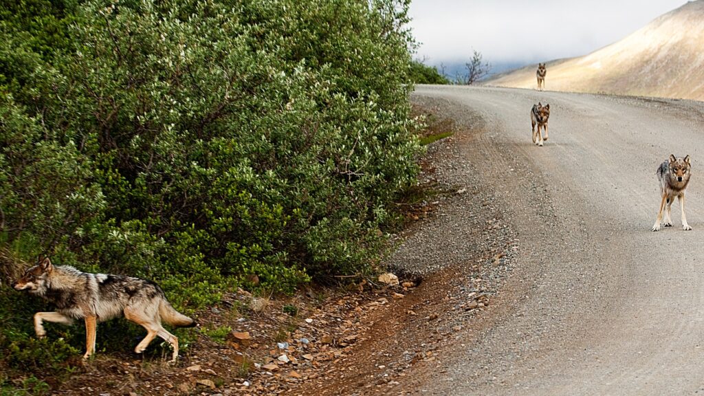 A pack of wolves confidently strides down a winding road, embodying the spirit of the Wolves of Denali.