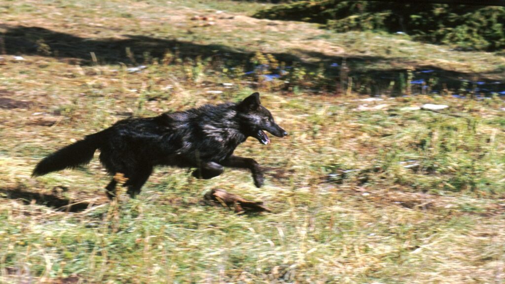 A black wolf joyfully runs through lush green grass under a clear blue sky.