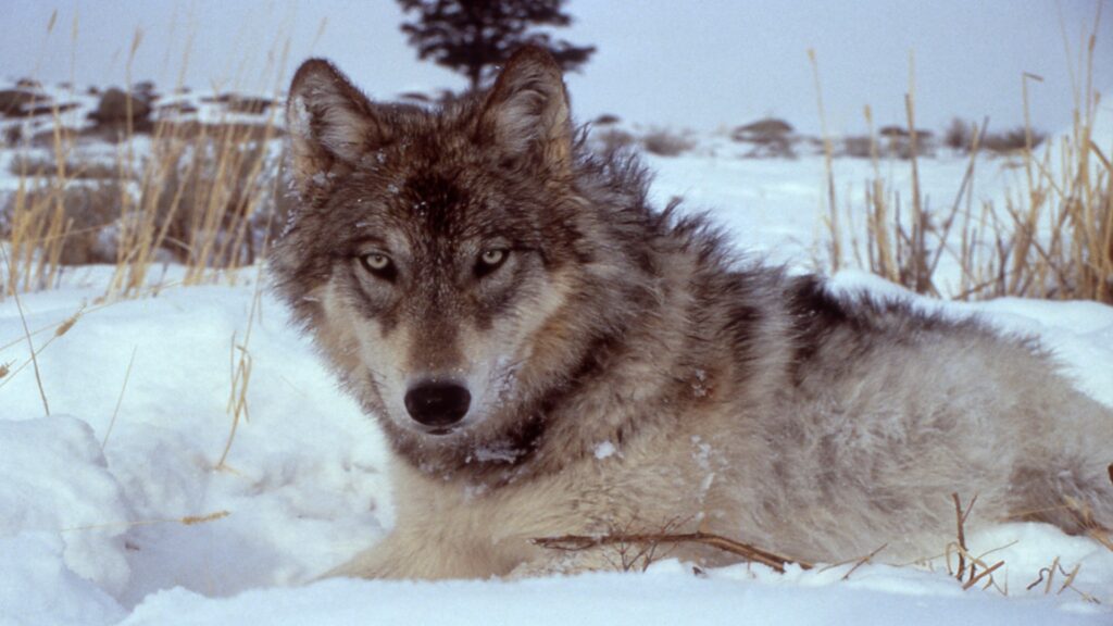A wolf resting peacefully in the snow, surrounded by the serene landscape of Yellowstone Park.