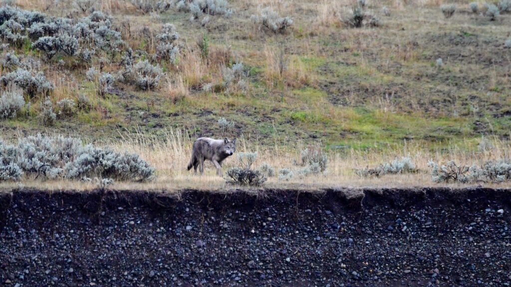 A solitary wolf strides across a lush hillside in Yellowstone National Park, embodying the wild spirit of the landscape.