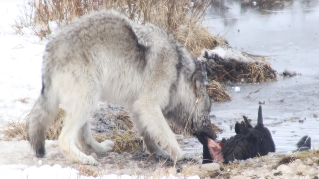 In a snowy setting, a wolf feeds on a bison near a pond, showcasing the harsh realities of nature.