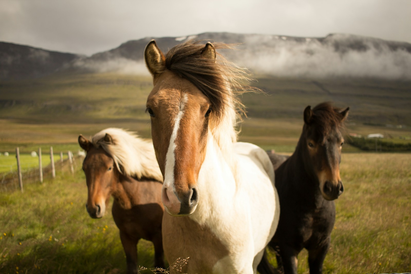 Three assorted-color horses running away from a mountain.