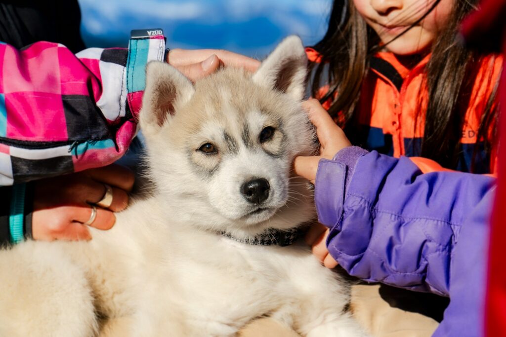 A little girl is petting a husky dog.