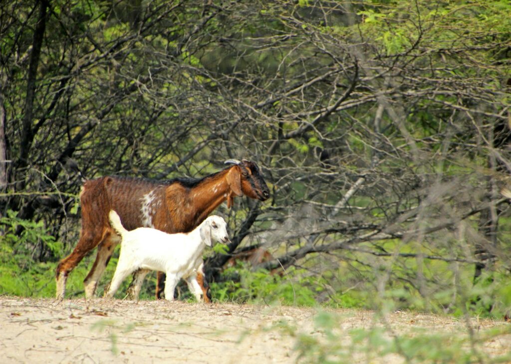 a brown and white horse standing next to a white goat
