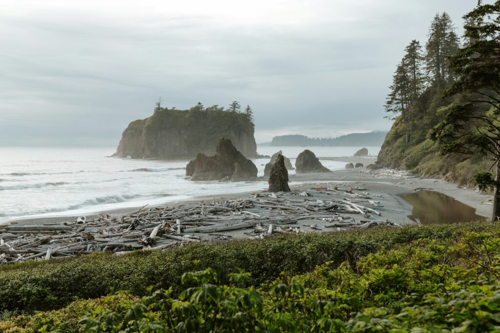 a view of a beach with a bunch of trees