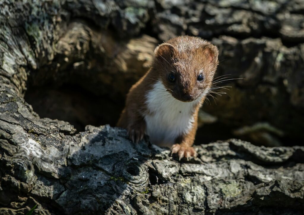 Brown and white rodent on brown tree trunk.