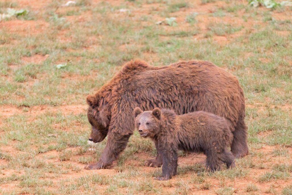 A large brown bear and a baby bear in a field.