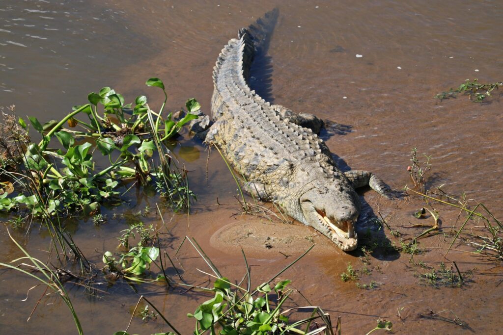 crocodile on water near green plant during daytime