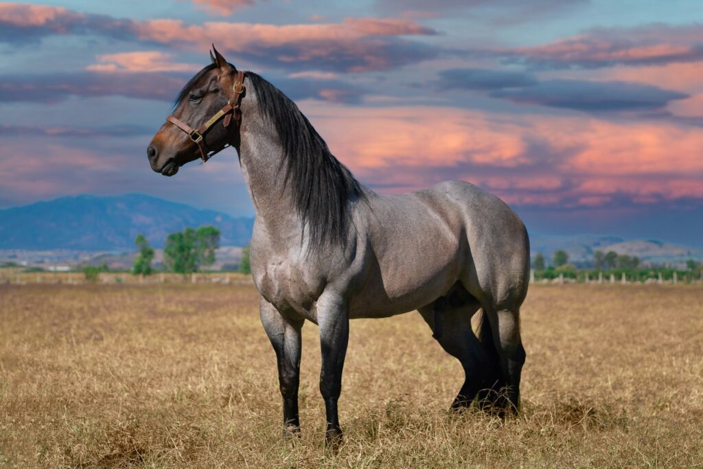 Brown horse on brown grass field during daytime.