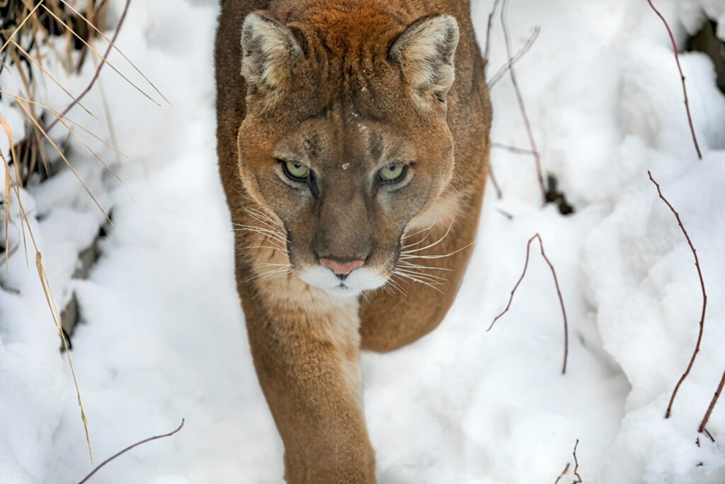 A lion walking through the snow.