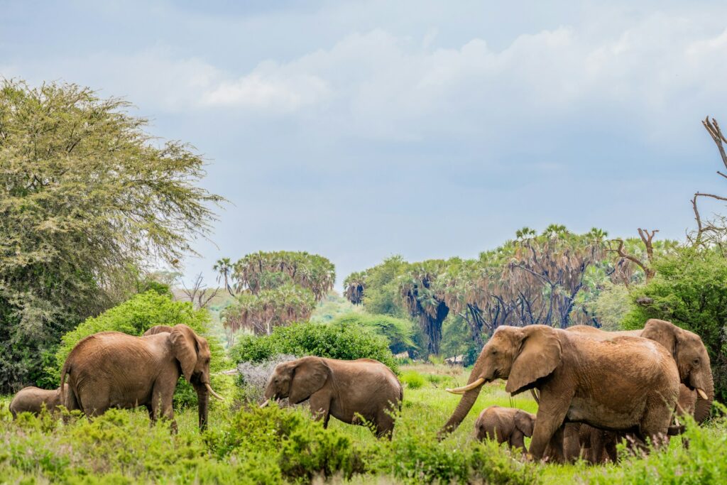 Herd of elephants near trees.