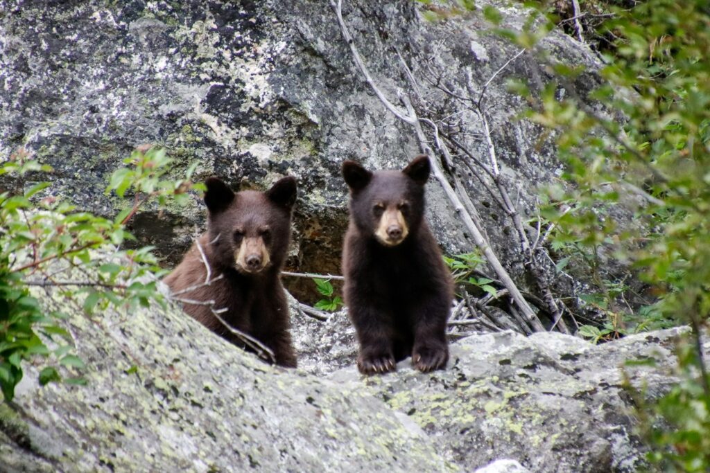 Two brown bears standing next to each other on a rock.