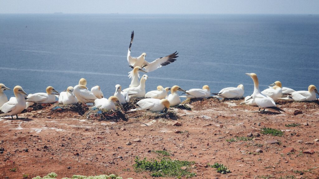 A flock of birds standing on top of a dirt field.